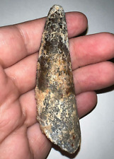 HUGE SPINOSAURUS SPINOSAUR Fossil Dinosaur Tooth 3.226 INCHES NO REPAIR picture