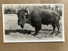 Postcard RPPC Redding CA California Buffalo Ranch Gas Station Roadside 1951 picture