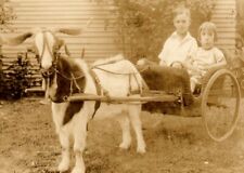 Goat Cart with Boy & Girl questionable Goat Wicker cart 1924's era RPPC RR1 picture