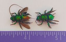 2 HYMENOPTERA BEES  SP  FROM ATALAYA-PERU  SPECIAL COLORS #125 picture
