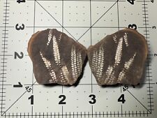 ➤ 2 Inch - Mazon Creek CYATHOCARPUS ULTRAMINUTA Fern Fossil ➤132 picture