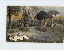 Postcard The Happy Family, Cawston Ostrich Farm, South Pasadena, California picture