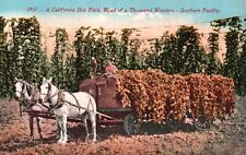 Postcard CA California Hop Field Southern Pacific Divided Back Vintage PC J418 picture