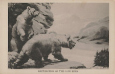 Vintage Postcard, The Cave Bears,  Field Museum, Chicago, IL, Long Ago* picture