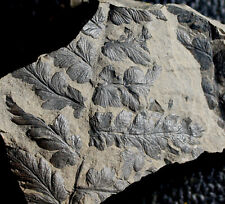Mariopteris - Excellent Carboniferous fossil fern picture