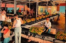 New Orleans LA Upload Bananas Ship Side Port Louisiana Workers Vintage Postcard picture