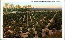 Bird's Eye View of an Orange Grove in Florida 1914 Postcard picture