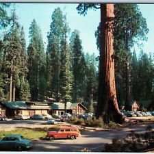 c1950s Sequoia National Park, Cali. Giant Forest Village Station Wagon Cars A227 picture