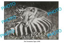 OLD LARGE PHOTO FEATURING TASMANIAN TIGER LYING DOWN c1900 picture