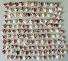 140 SANIBEL Calico Scallop Seashells Hand Picked Cleaned MAROON Purple picture