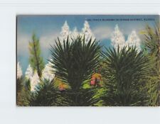 Postcard Yucca Blossoms or Spanish Bayonet Florida USA picture