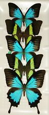 PAPILIONIDAE MOUNTED RIKER FRAMED PAPILIO ULYSSES & PAPILIO BLUMEI LOT OF 5 picture
