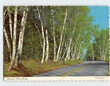 Postcard Beautiful White Birches picture