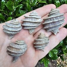 Lot Of 5 Ecphora Fossil Shell Lee Creek North Carolina Shark picture