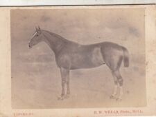 CDV horse Jessie Delonging to R.E. Watson 17 June 1871 /Hull ENgland picture