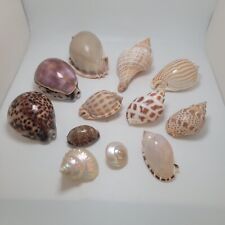 Phalium Bandatum Tiger Cowrie Lot Of 12 Different Types Of Seashells Collection  picture