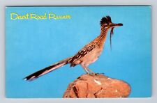Desert Road Runner, Eating Snake, Animal, Vintage Souvenir Postcard picture