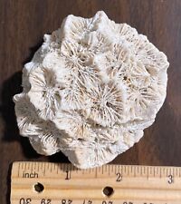 Natural Coral Specimen - ~3