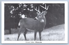 DETROIT LAKES MINNESOTA MN Beautiful Pretty Deer In Field BECKER COUNTY Postcard picture