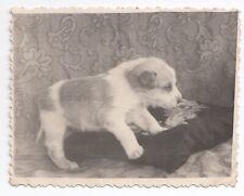 1940s Cute little puppy Dog Funny pet embroidered pillow Ukrainian antique photo picture