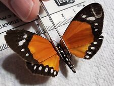 Geometridae Scopula helcita Togo, Africa #M3 Amazing Orange Moth Butterfly picture