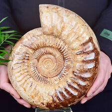 8.15LB Natural Ammonite Fossil Conch Quartz Crystal Specimen picture