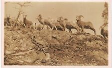 Canada RPPC Big Horn Sheep Canadian Rockies  1910 Unused  picture