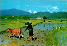 Vintage Hong Kong Farmers Oxen Ox Plowing Ploughing Planting Postcard picture