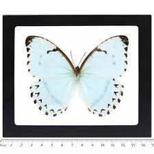 Morpho catenaria catenarius REAL FRAMED BUTTERFLY METALLIC ICE BLUE picture