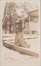 RPPC Postcard Bear With Chain Drinking From Bottle  picture