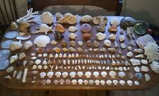 Enormous Collection of Very Rare Extinct Sea Shells a variety Assortment picture