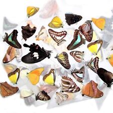 1 BUTTERFLY OR MOTH UNMOUNTED WINGS CLOSED WHOLESALE LOT MIX COLLECTION picture