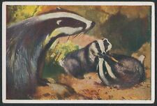 1933 EUROPEAN BADGER GERMAN WUNDER DER TIERWEIT TOBACCO ANIMAL CARD #110 VG/EX picture
