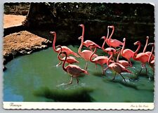 Flamingo National Bird of Bahamas-Vintage Souvenir Postcard c1971-Scalloped Edge picture
