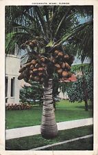 Cocoanuts, Miami, Florida  MP 1932 picture