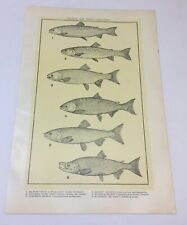 1918 print ~ SALMON AND TROUT picture