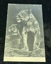 Tuck’s  ANIMAL STUDIEs Series  Young Lions Rare Unused Postcard c1905 picture