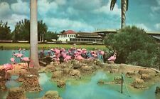 Postcard FL Miami Flamingos Hialeah Racetrack Posted Chrome Vintage PC G5978 picture