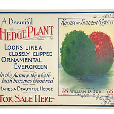 1910s William D Burt DALTON NY Kochia Summer Cypress Hedge Bush Paper Store Sign picture