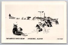 The Huskies Take a Blow Dog Sled Team Kotzebue Alaska c1940 Real Photo RPPC picture
