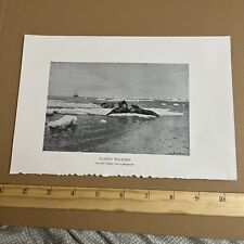 Antique 1898 Image: Flaying Walruses on Norwegian Arctic Expedition Otto Sinding picture