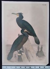 1878 Rare Antique Bird Print - Studer's Plate XIII picture