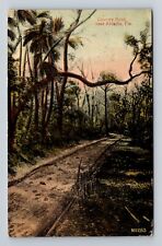 Arcadia FL-Florida, Scenic Country Road, Antique Vintage c1913 Postcard picture