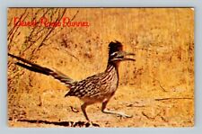Desert Road Runner, State Bird, New Mexico Vintage Postcard picture