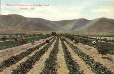 Emmett,ID Raising Strawberries On Irrigated Land Gem County Idaho Idaho News Co. picture