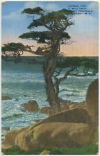CYPRESS TREE 17 MILE DRIVE MONTEREY PENINSULA CA  Postcard A1 picture