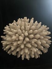 Real Coral White Heavy Large 3lbs+ picture