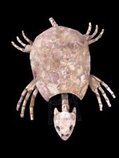 Offer -30% FOR 7 DAYS AQUATIC TURTLE jurassic Ancient specimen From Morocco picture