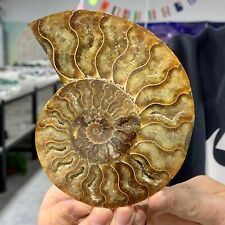 251G Rare Natural Tentacle Ammonite FossilSpecimen Shell Healing Madagascar picture