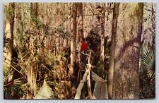 Tom Gaskins Cypress Knee Land Museum Catwalk Nature Palmdale Florida Postcard picture